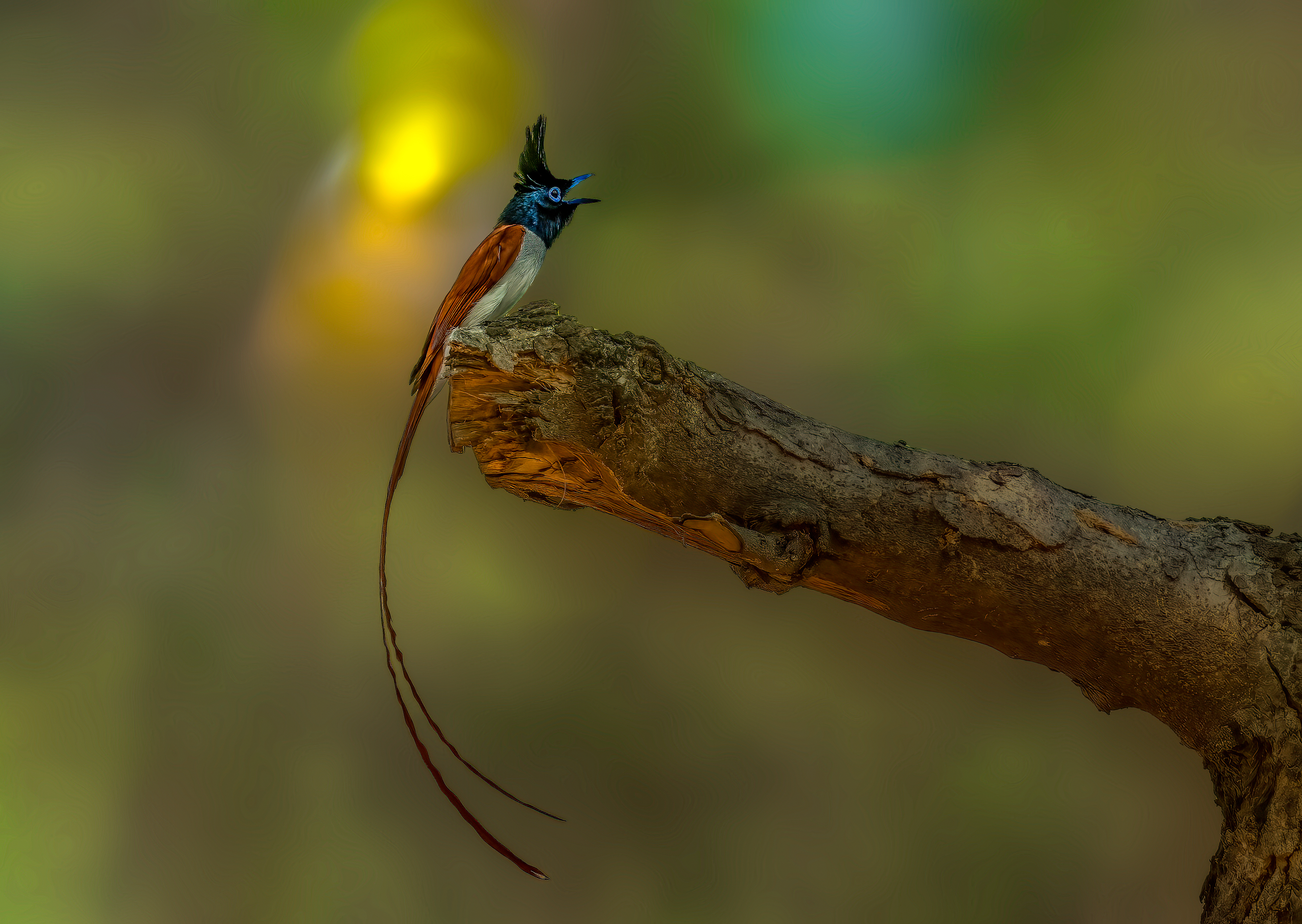 Professional Bird Photography